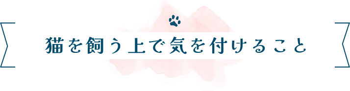 猫を飼う上で気を付けること