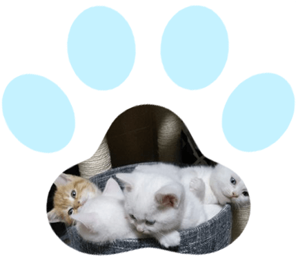子猫のイメージ